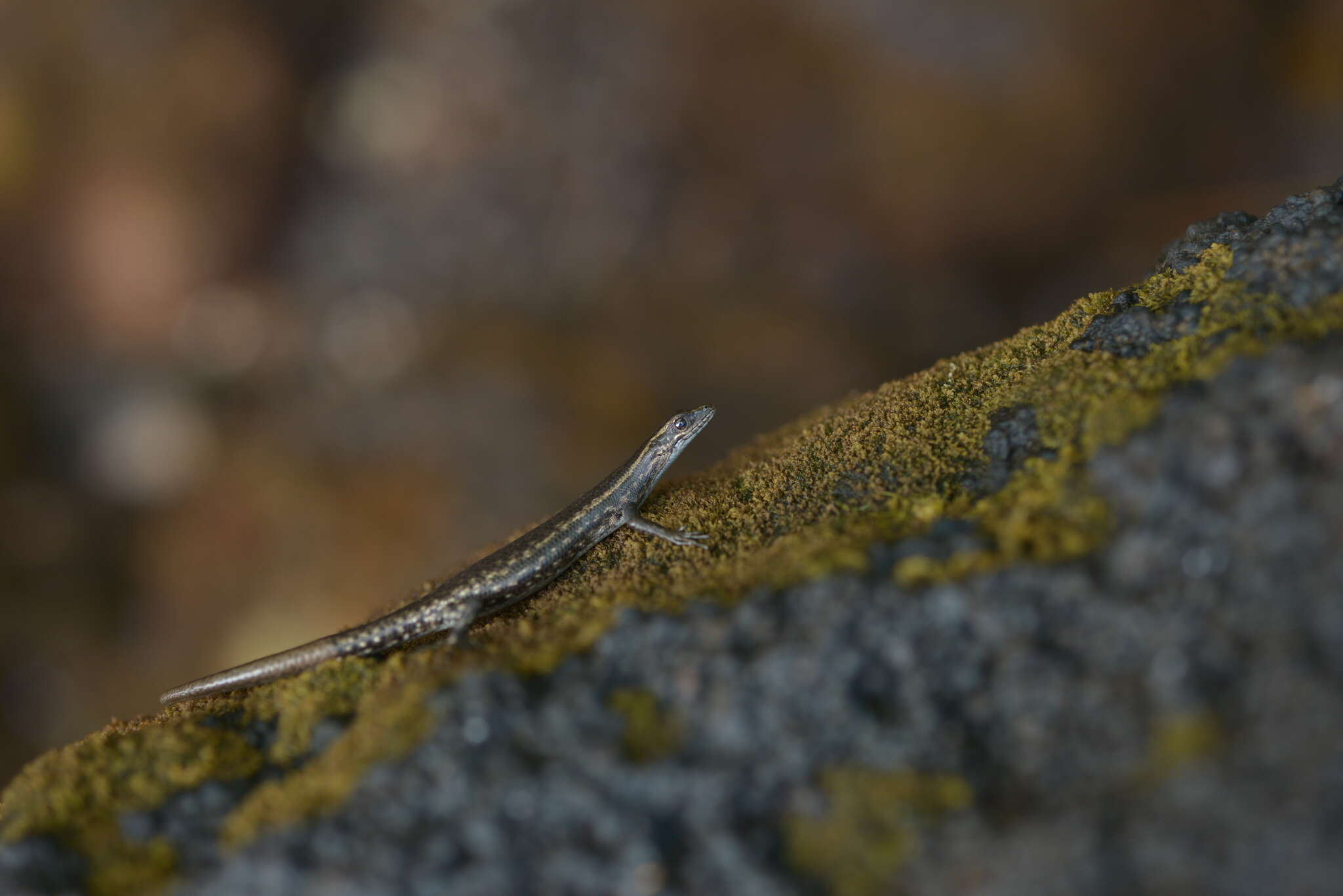 Sivun Cryptoblepharus novocaledonicus (Mertens 1928) kuva