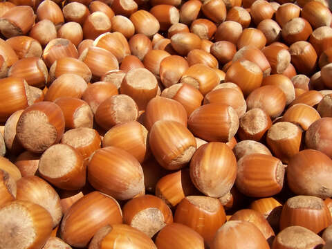 Image of Cobnut