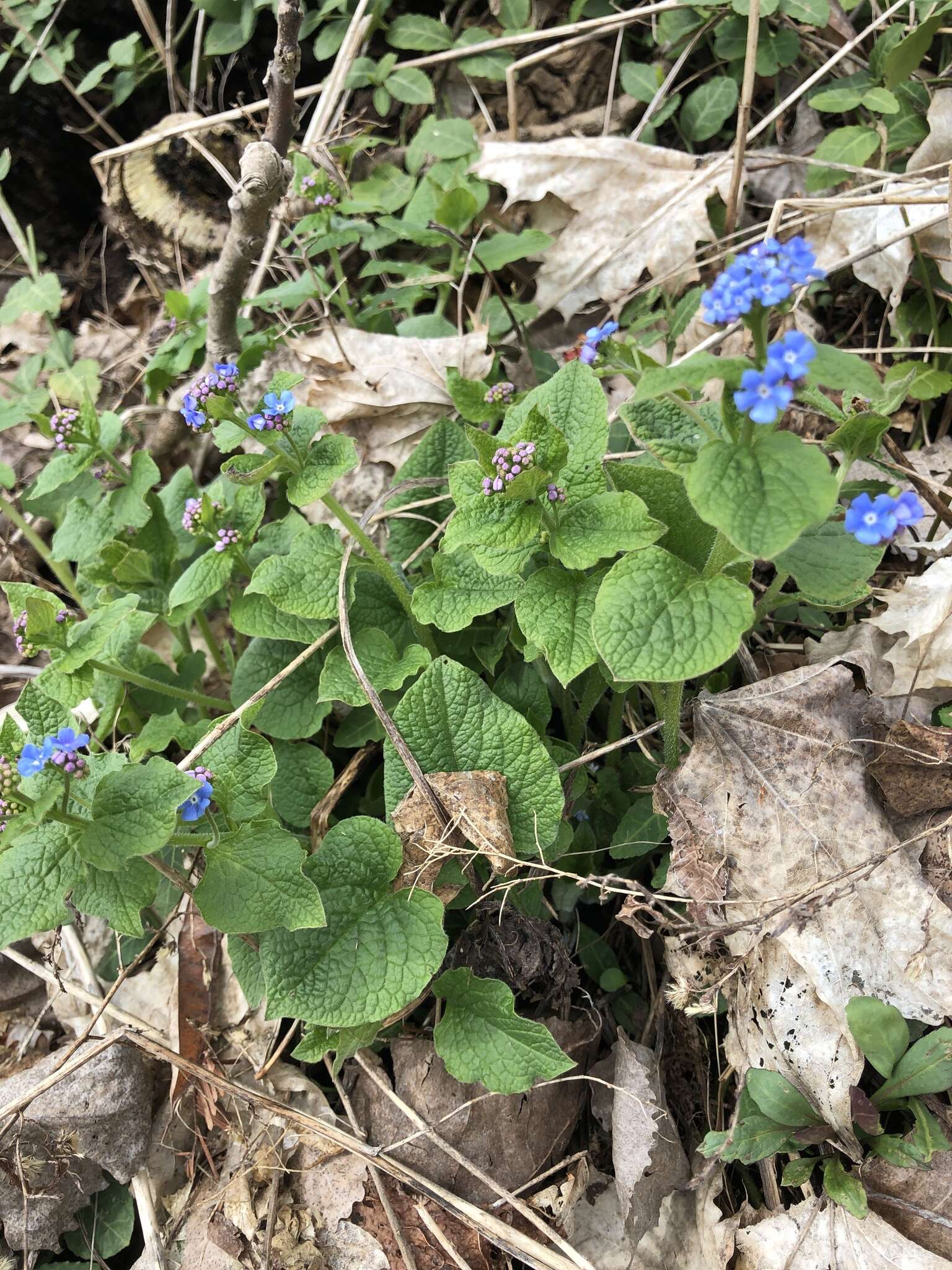 Brunnera resmi