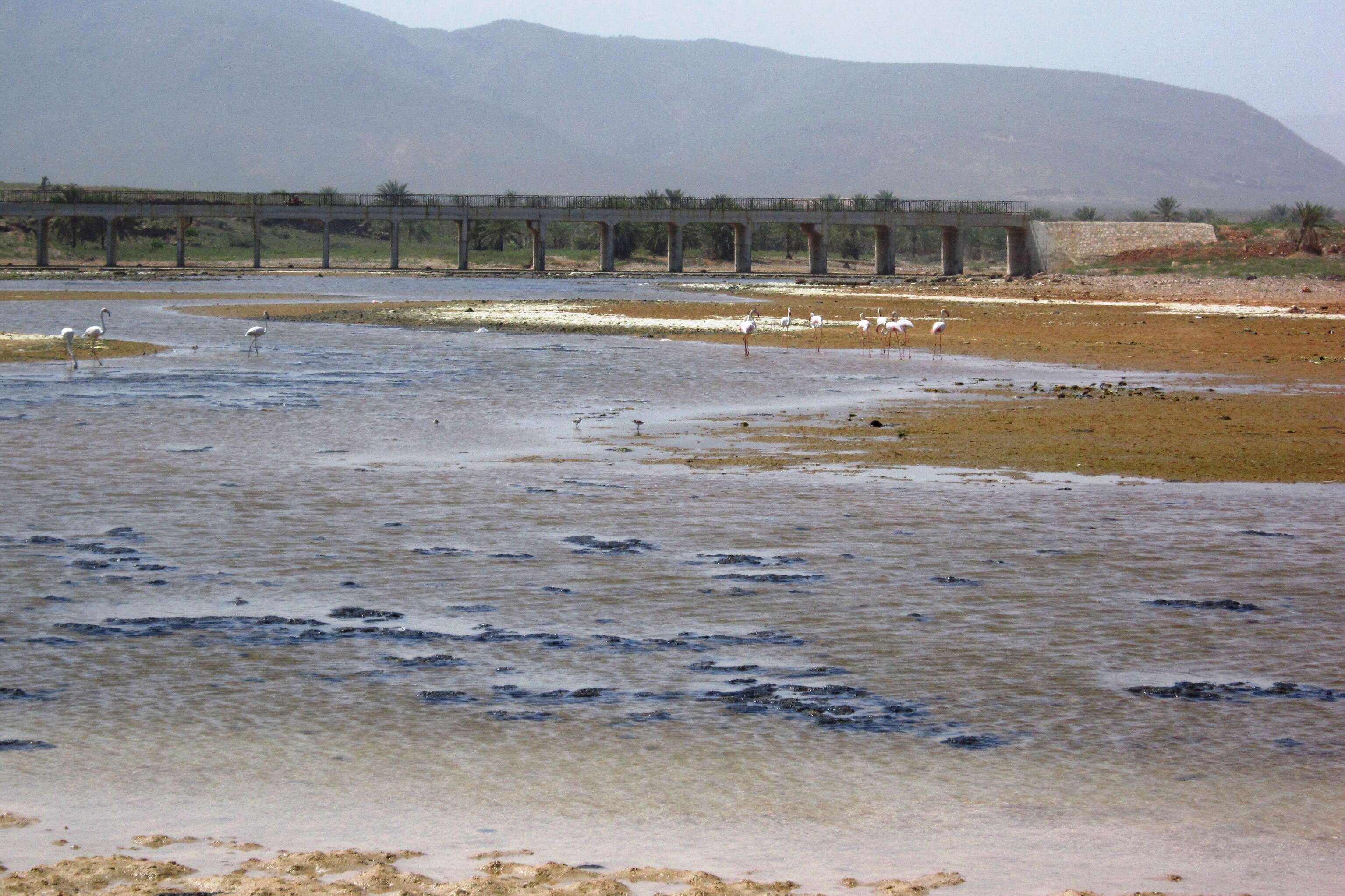 Imagem de Phoenicopterus roseus Pallas 1811