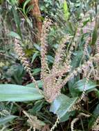 Image de Stelis cassidis (Lindl.) Pridgeon & M. W. Chase