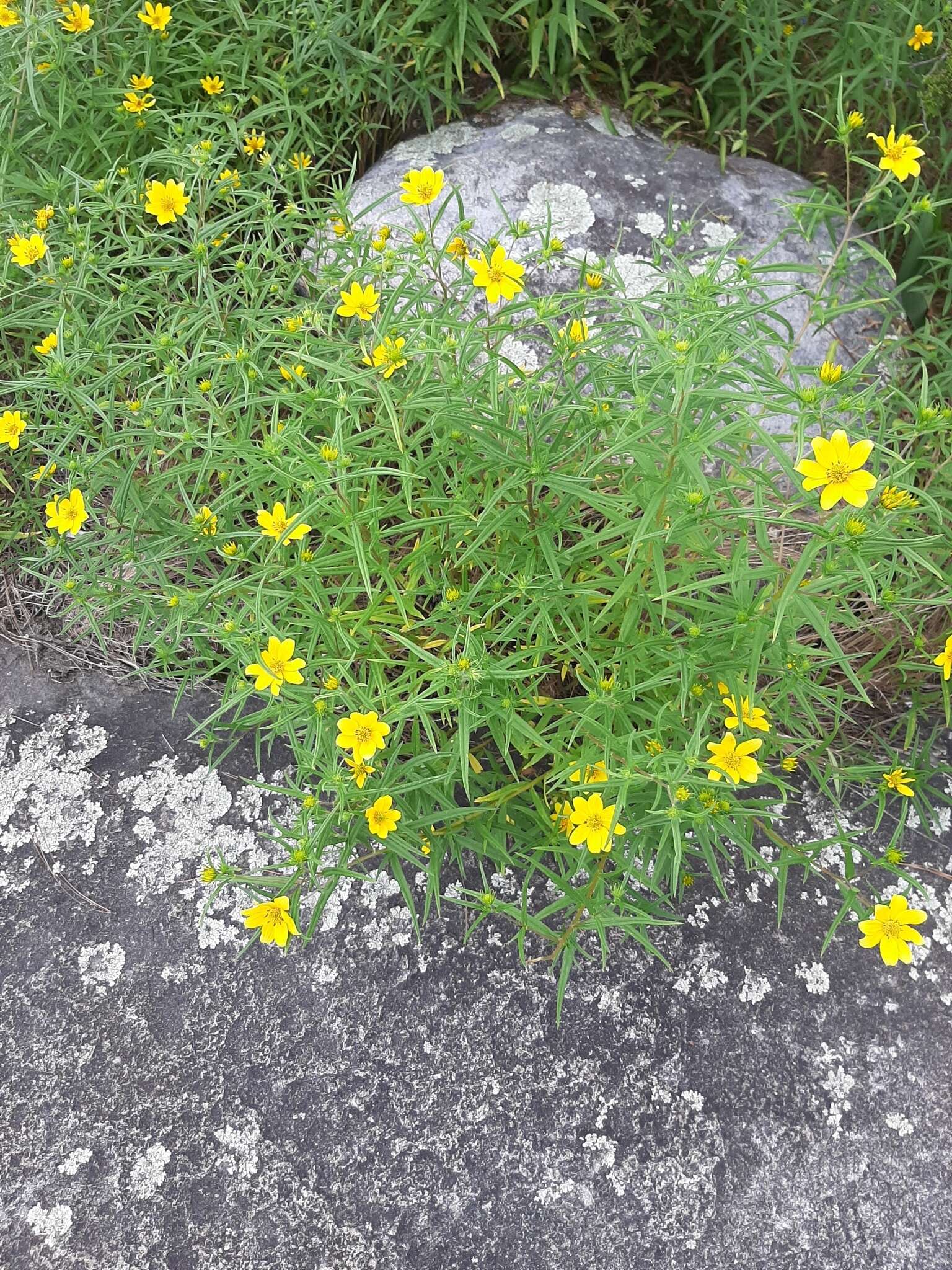 Sivun Helianthus porteri (A. Gray) J. F. Pruski kuva