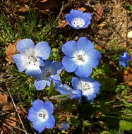 Image of baby blue eyes