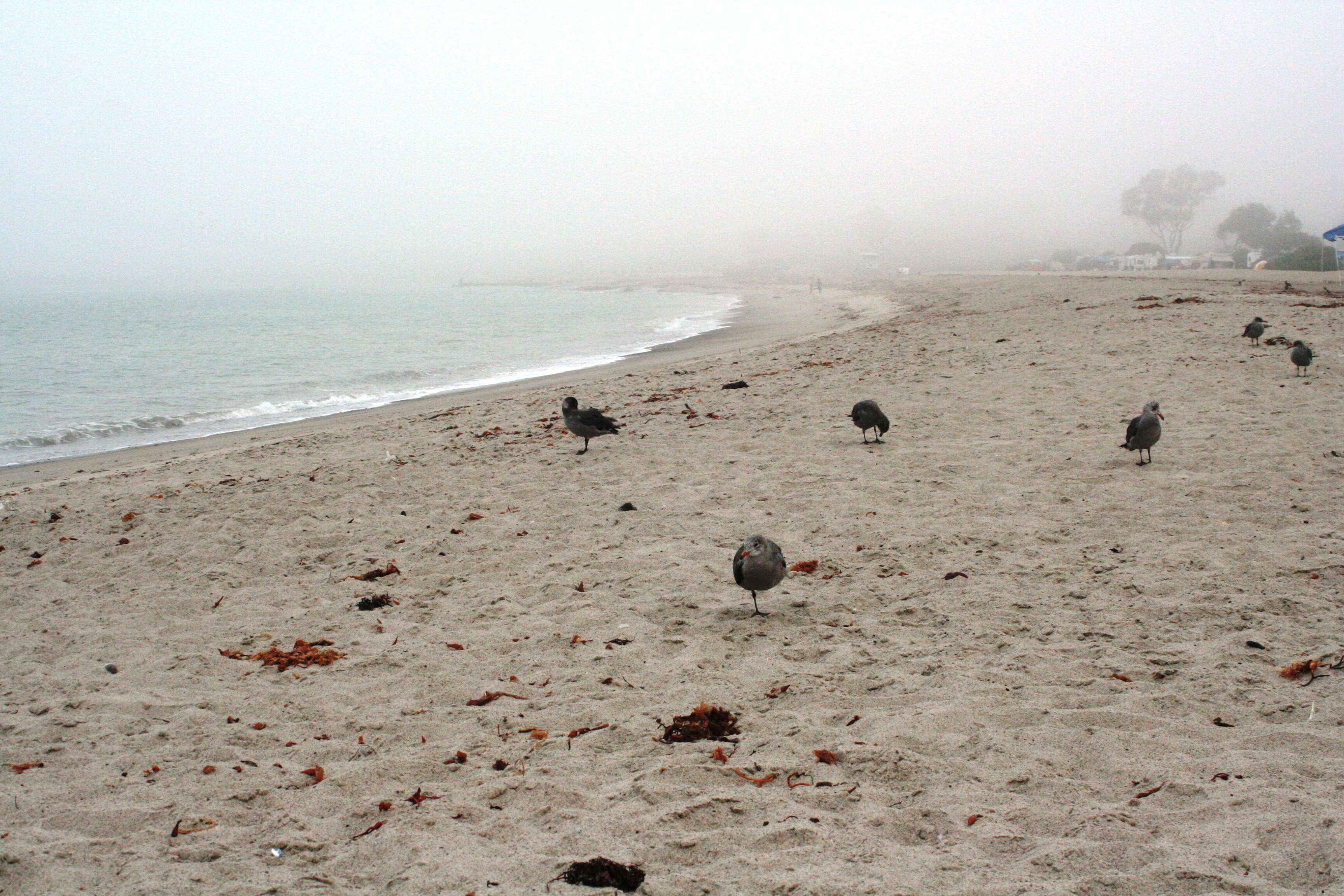 Image of Heermann's Gull