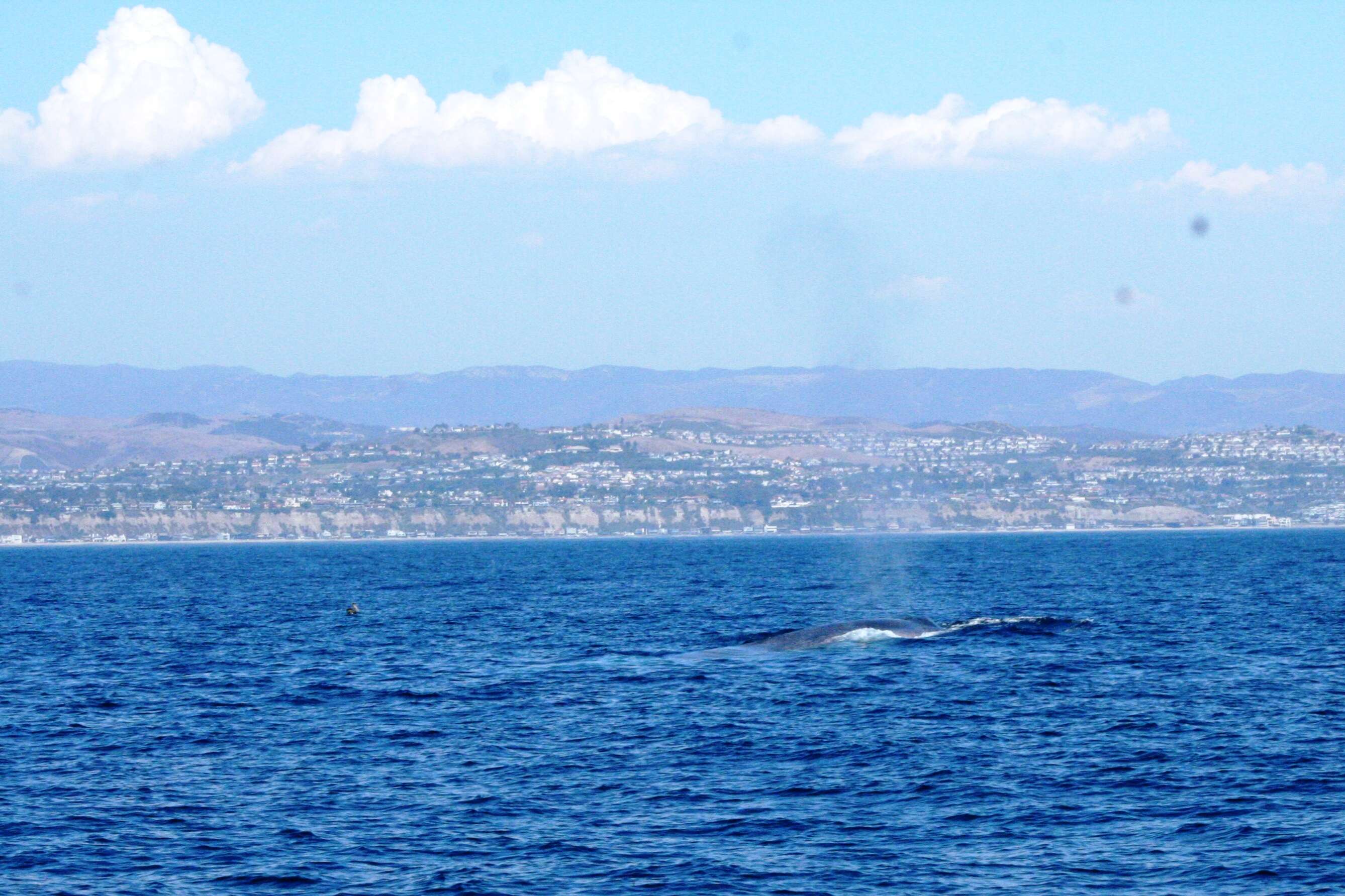 Image of Pygmy Blue Whale