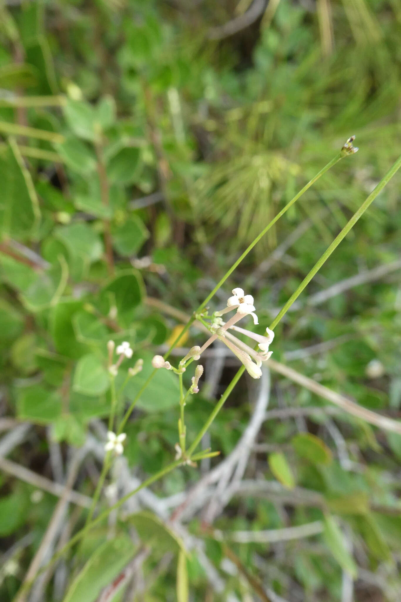 Image of Asperula aristata subsp. scabra Nyman