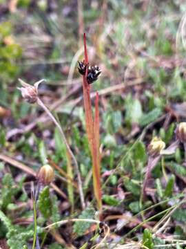 Image of Luzula sudetica (Willd.) Schult.