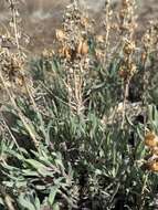 Image of Gairdner's beardtongue