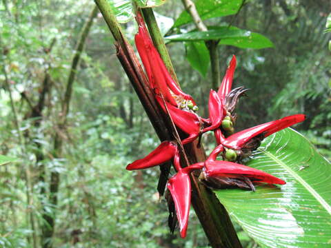 Image of Heliconia secunda R. R. Sm.