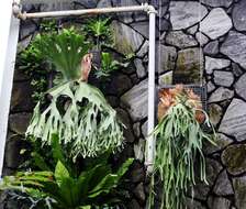 Image of staghorn fern