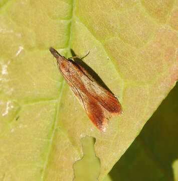 Image of Dichomeris ustalella Fabricius 1794