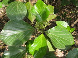 Image of Japanese viburnum