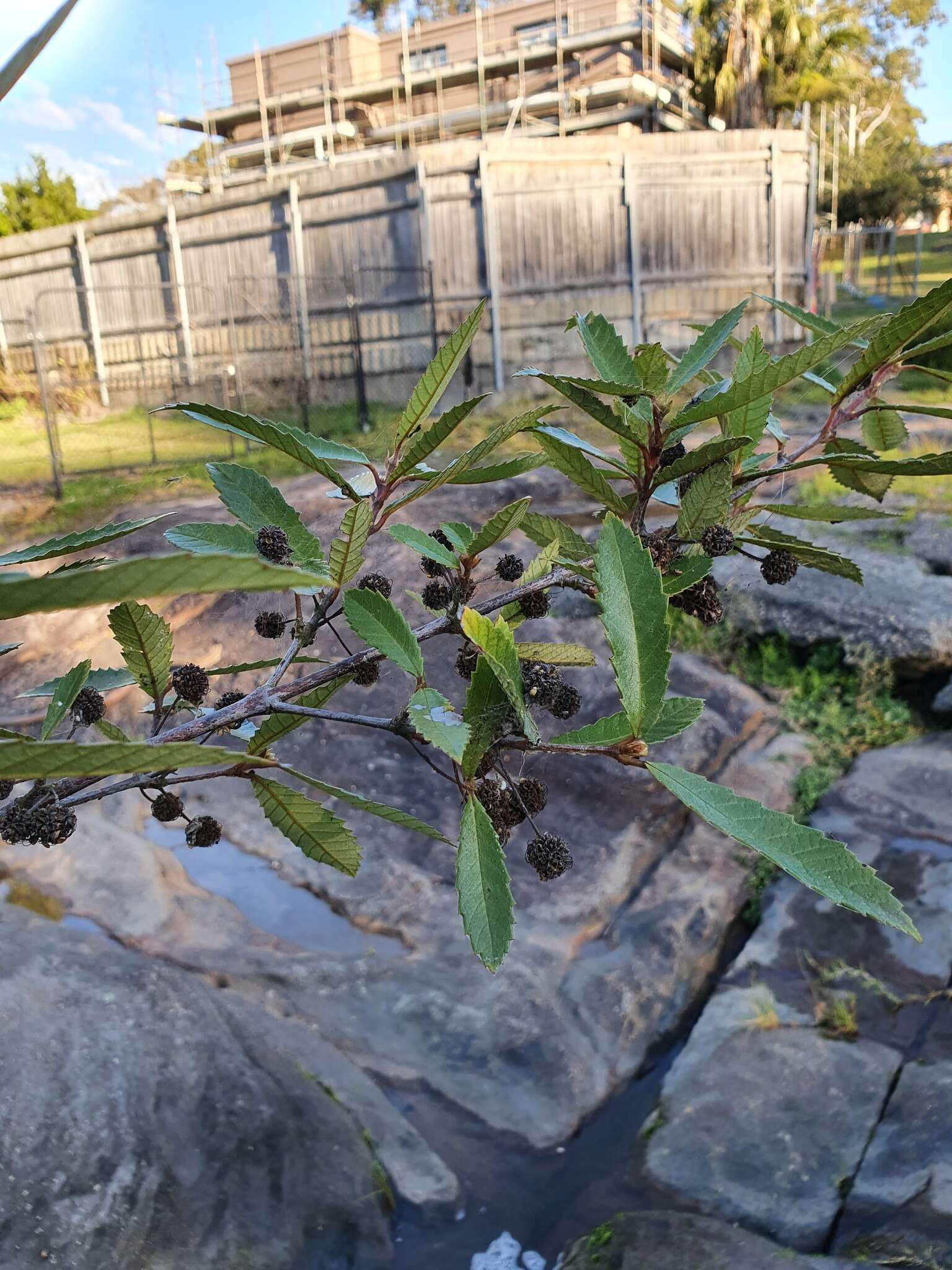 Image of black wattle