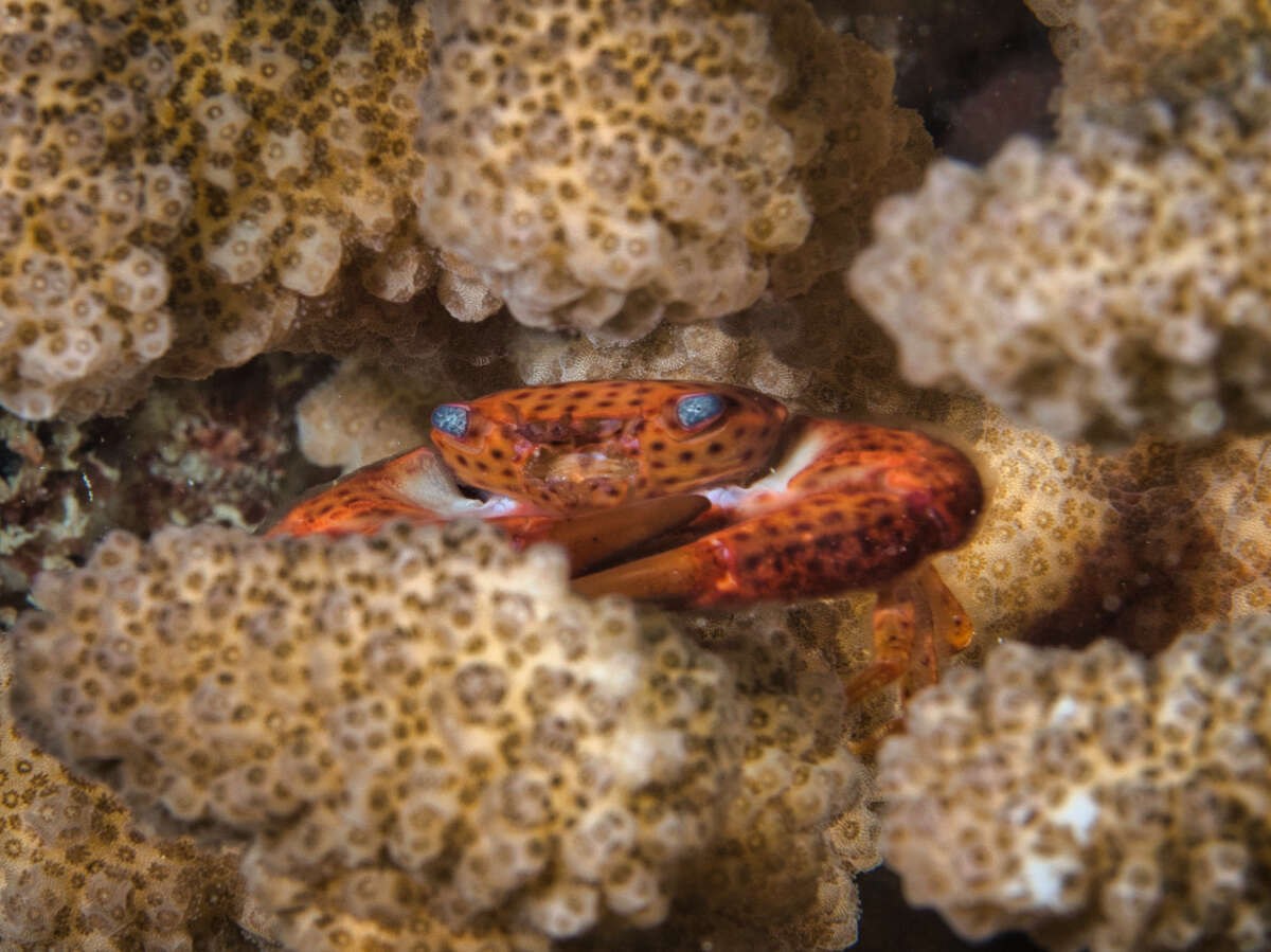 Image of common guard crab