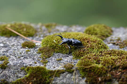 Слика од Pseudorhaetus sinicus (Boileau 1899)