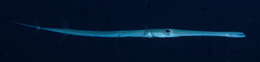 Image of Bluespotted cornetfish