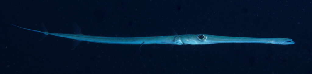 Image of Bluespotted cornetfish