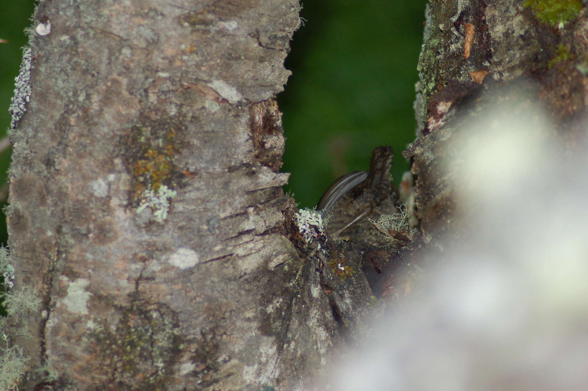 Image of Magellanic Tapaculo