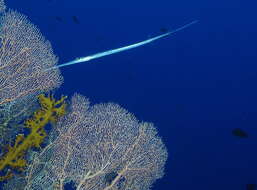 Image of Bluespotted cornetfish