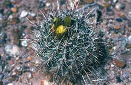 Sclerocactus whipplei (Engelm. & J. M. Bigelow) Britton & Rose resmi