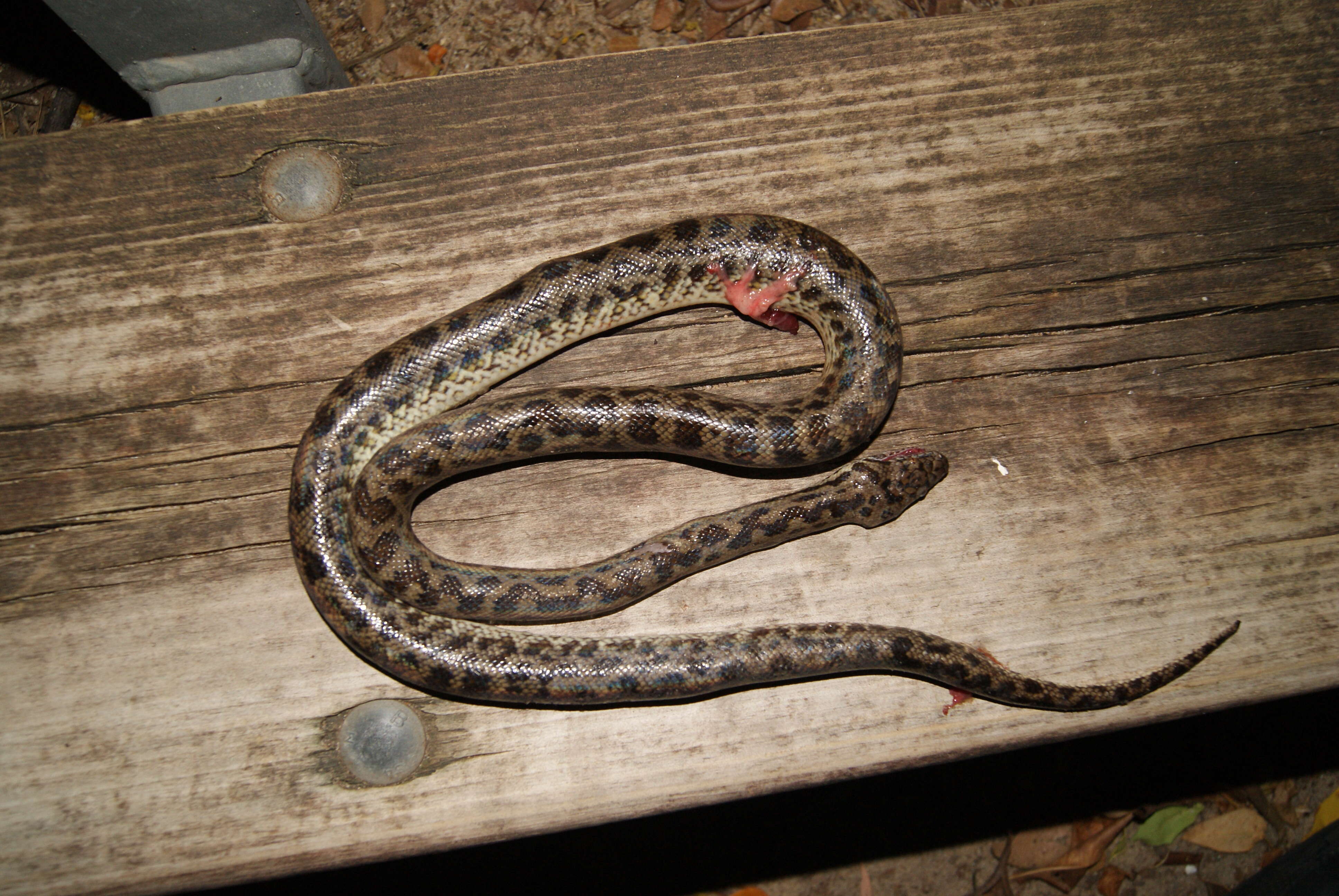 Image of Spotted python