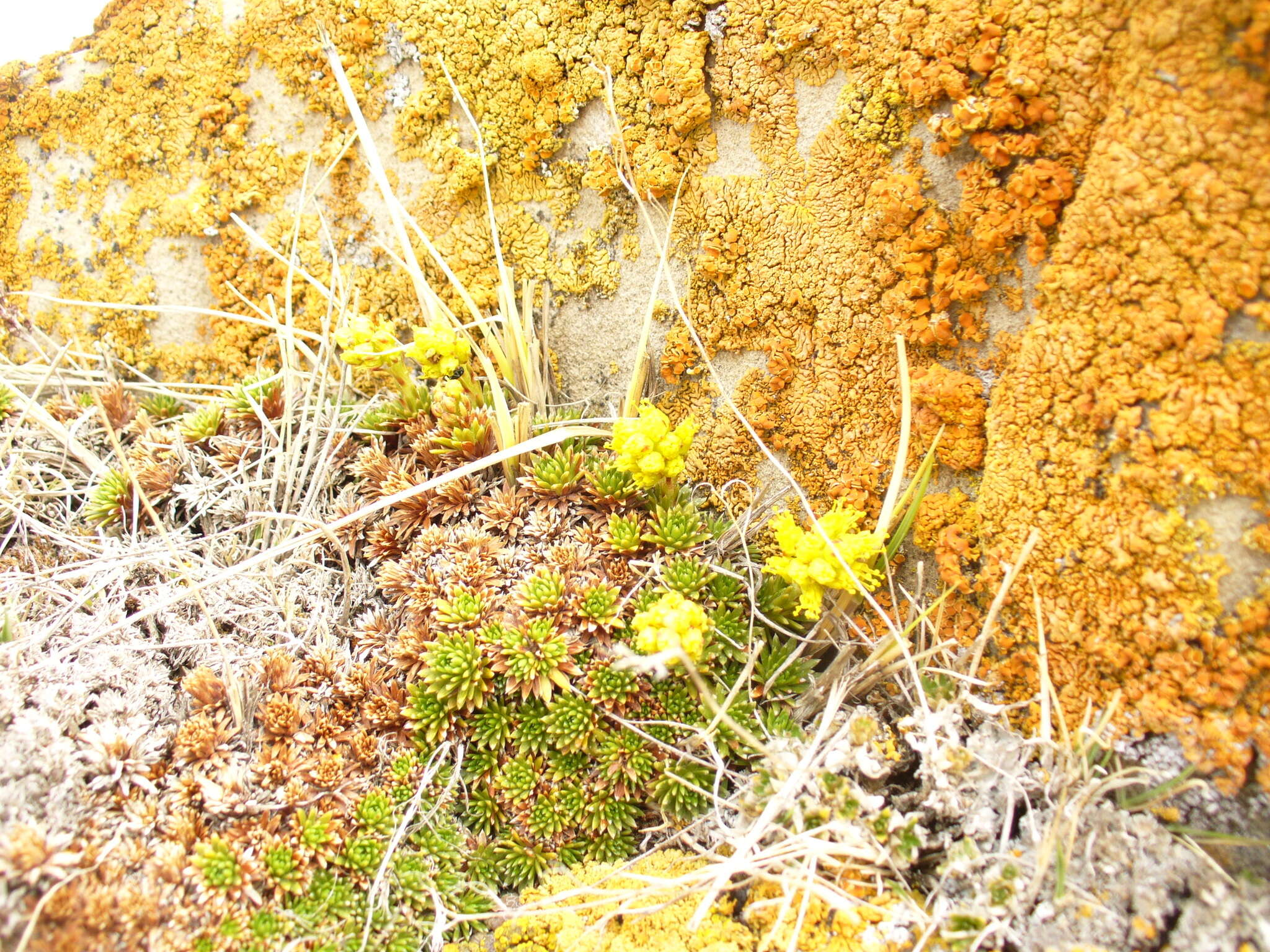 Image of Saxifraga scleropoda Somm. & Levier.