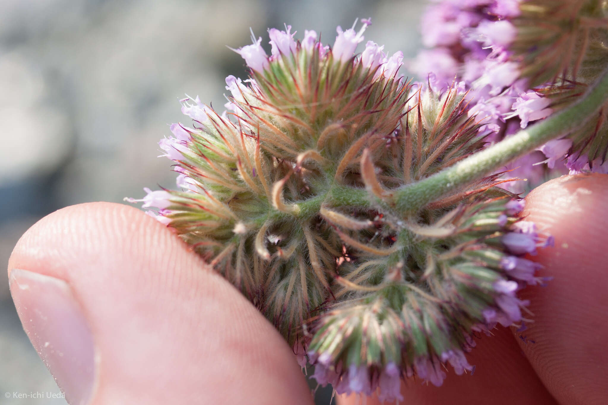 Image of Palmer's spineflower