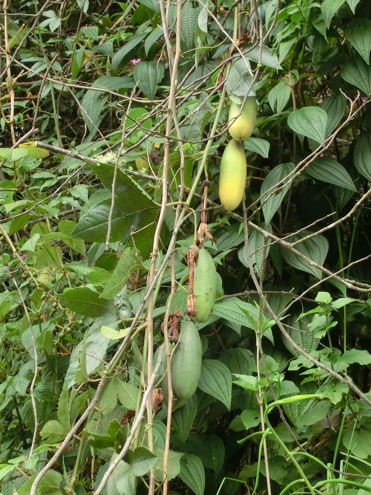 Image of banana passionflower