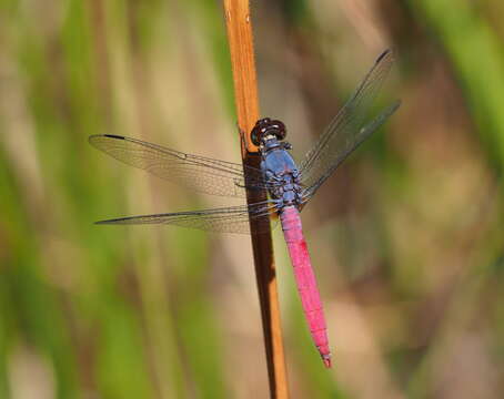 Слика од Orthetrum migratum Lieftinck 1951