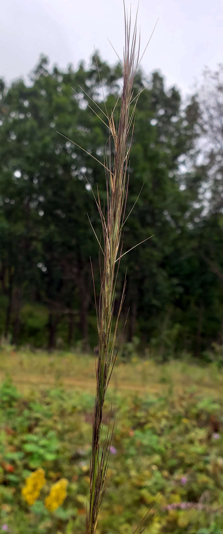 Imagem de Aristida purpurascens Poir.