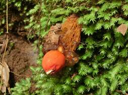 Image of Red aspic puffball