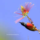 Image of Flame-breasted Sunbird