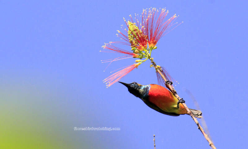 Image of Flame-breasted Sunbird