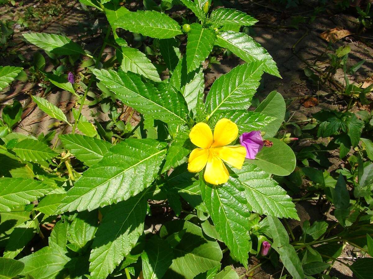 Imagem de Turnera ulmifolia L.