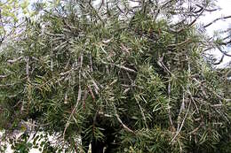 صورة Callistemon rigidus R. Br.