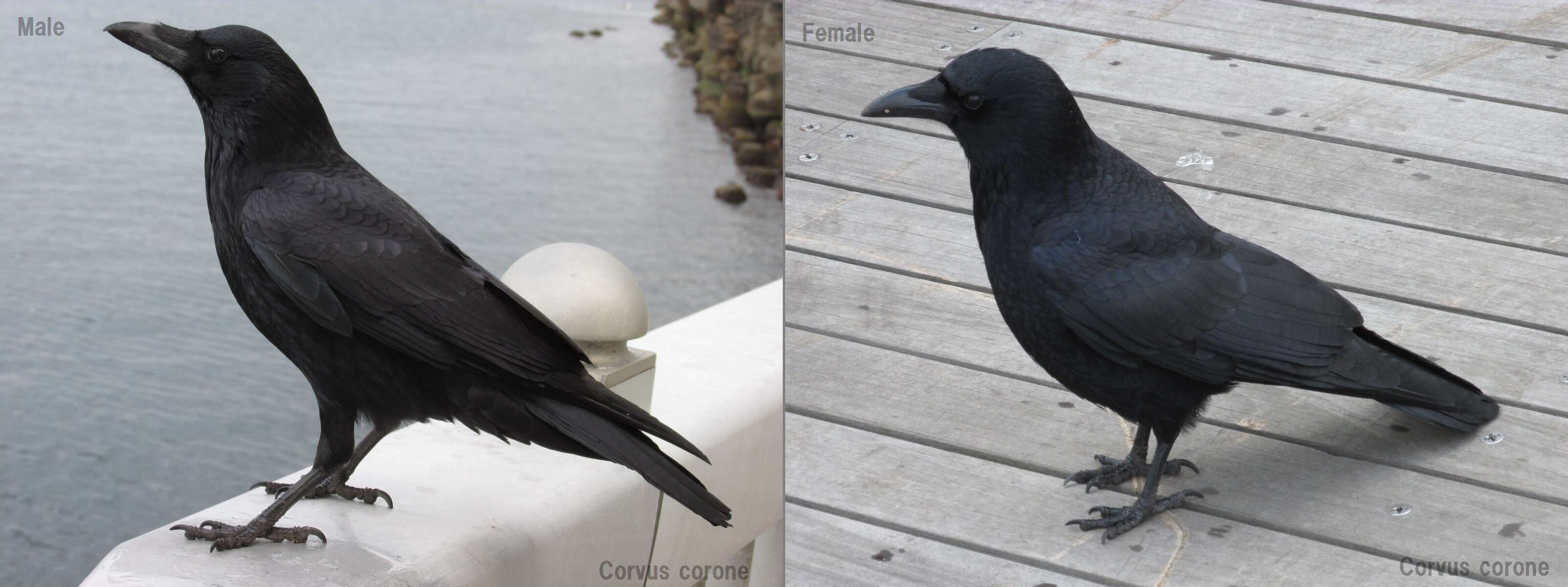 Image of Eastern Carrion Crow