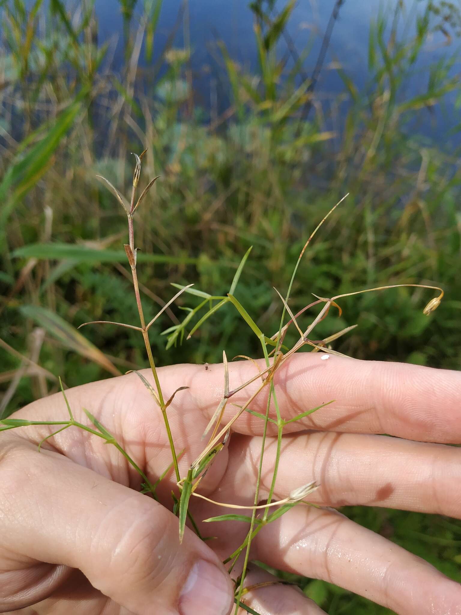 Image of longleaf starwort