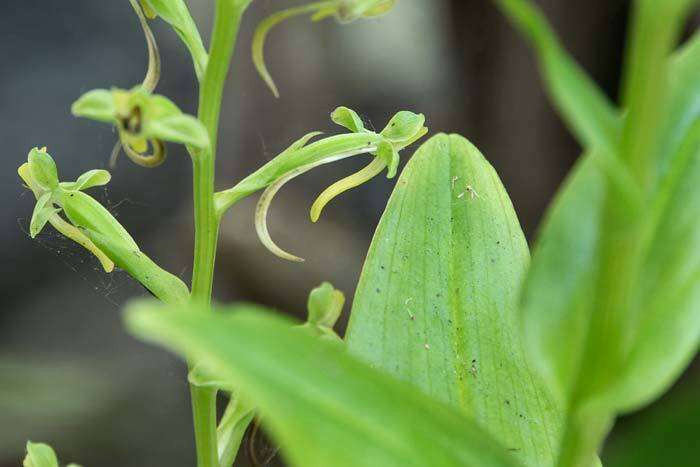 Image of Mignonette orchid