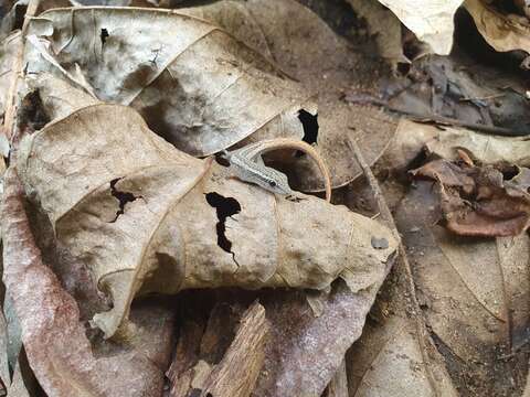 Image of Cameroon Dwarf Gecko