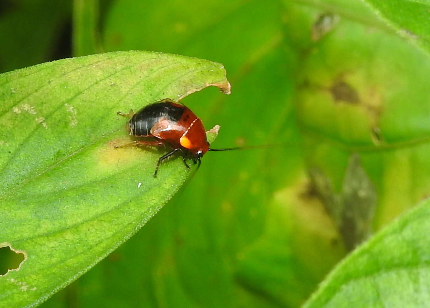 Image of Hemithyrsocera palliata (Fabricius 1798)