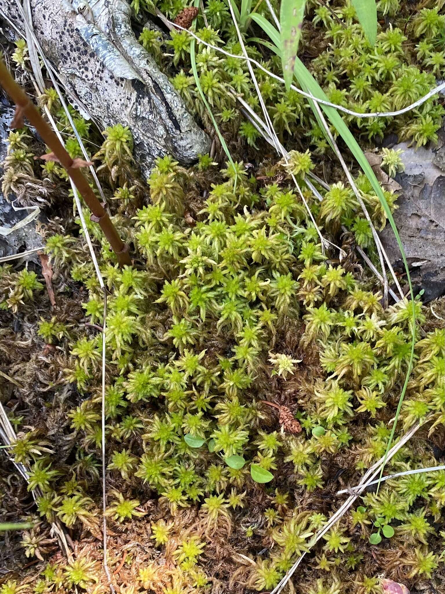 Sphagnum lescurii Sullivant ex A. Gray 1856的圖片