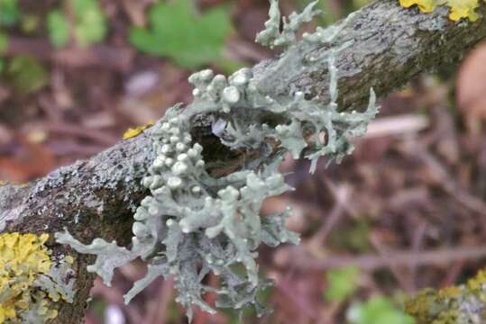 Image of Cartilage lichen