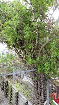 Image of African boxthorn