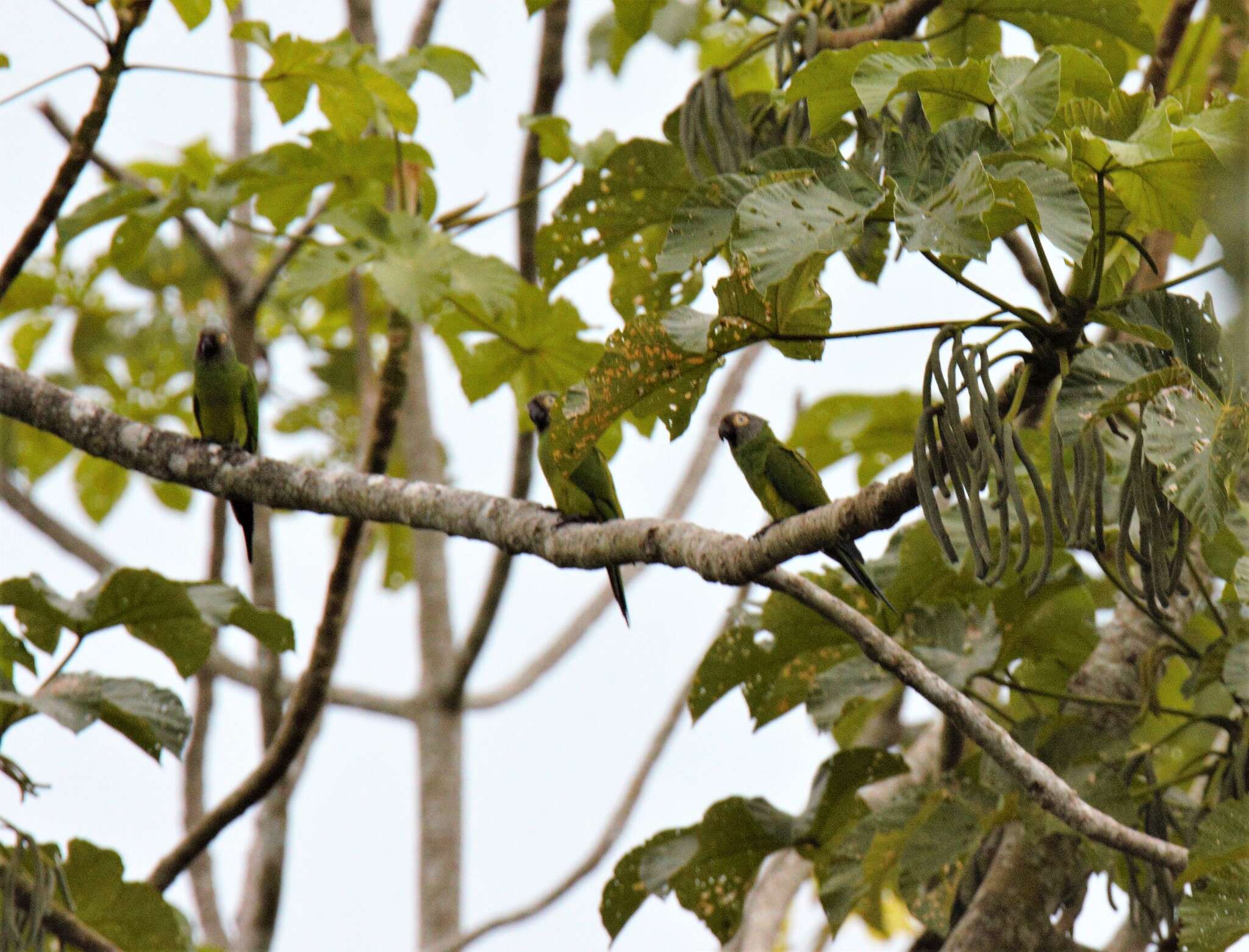 Image of Dusky-headed Parakeet