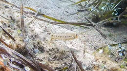 Image of Slender Goby