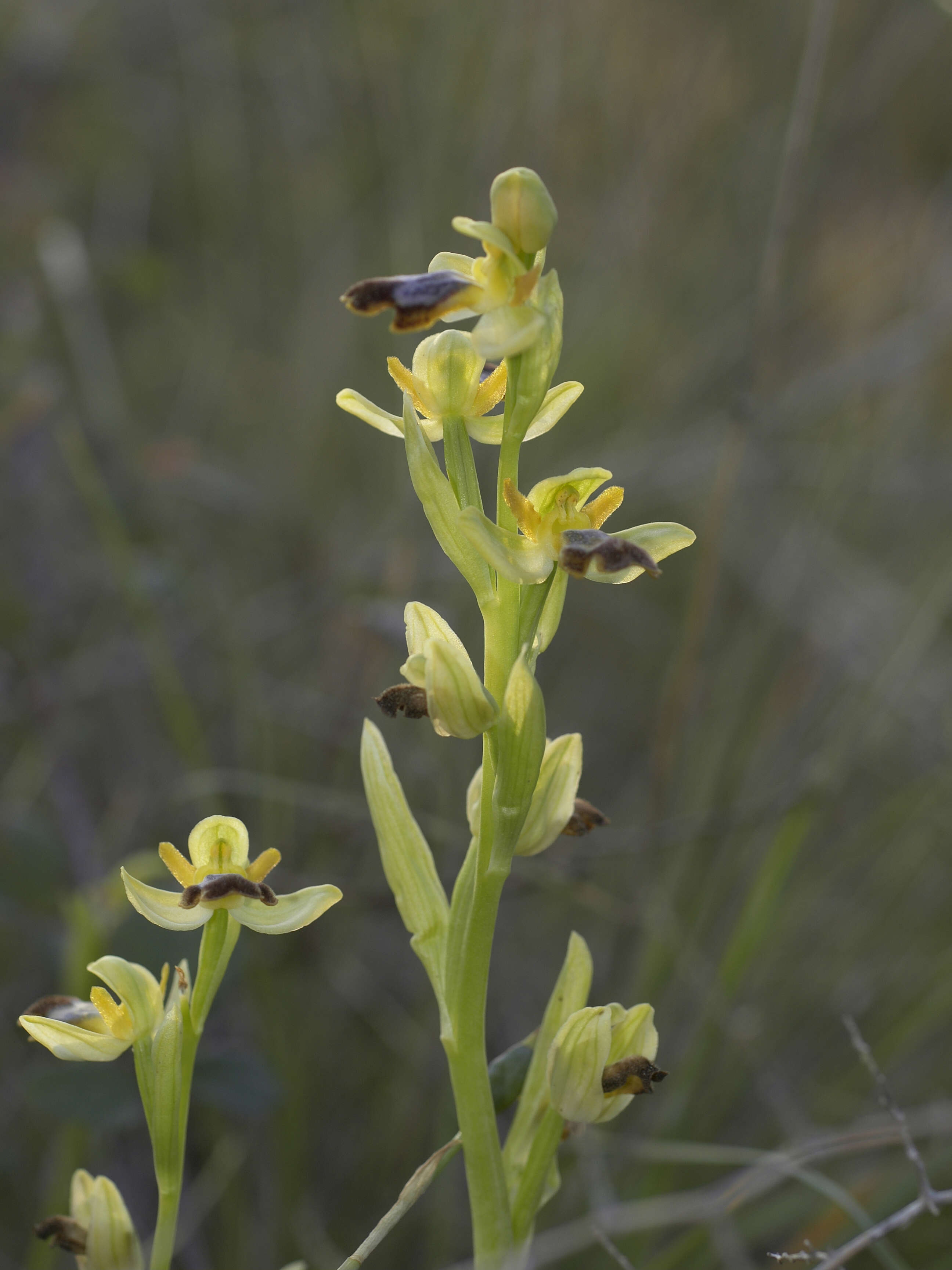 Image of Dark bee orchid