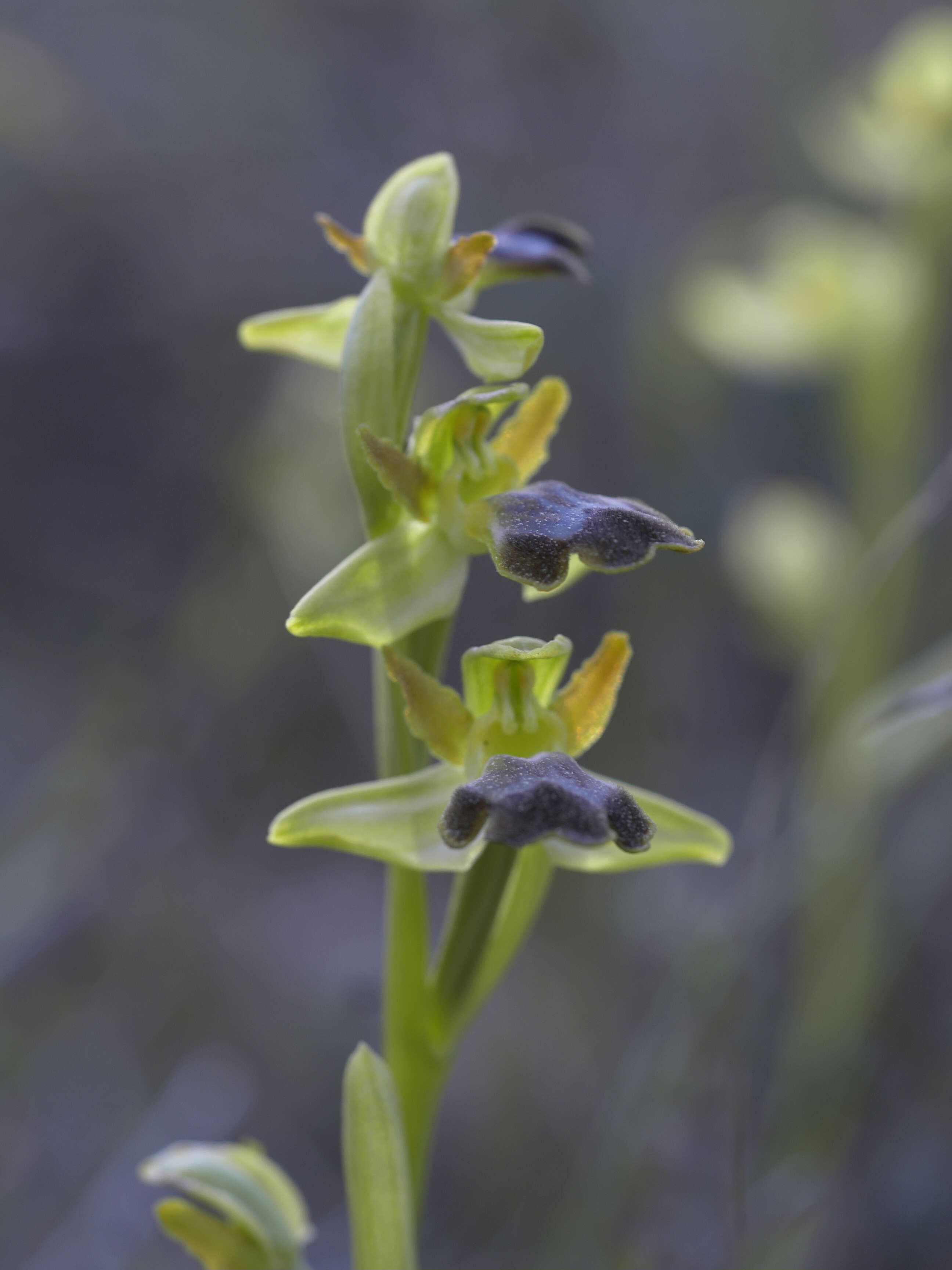 Image of Dark bee orchid