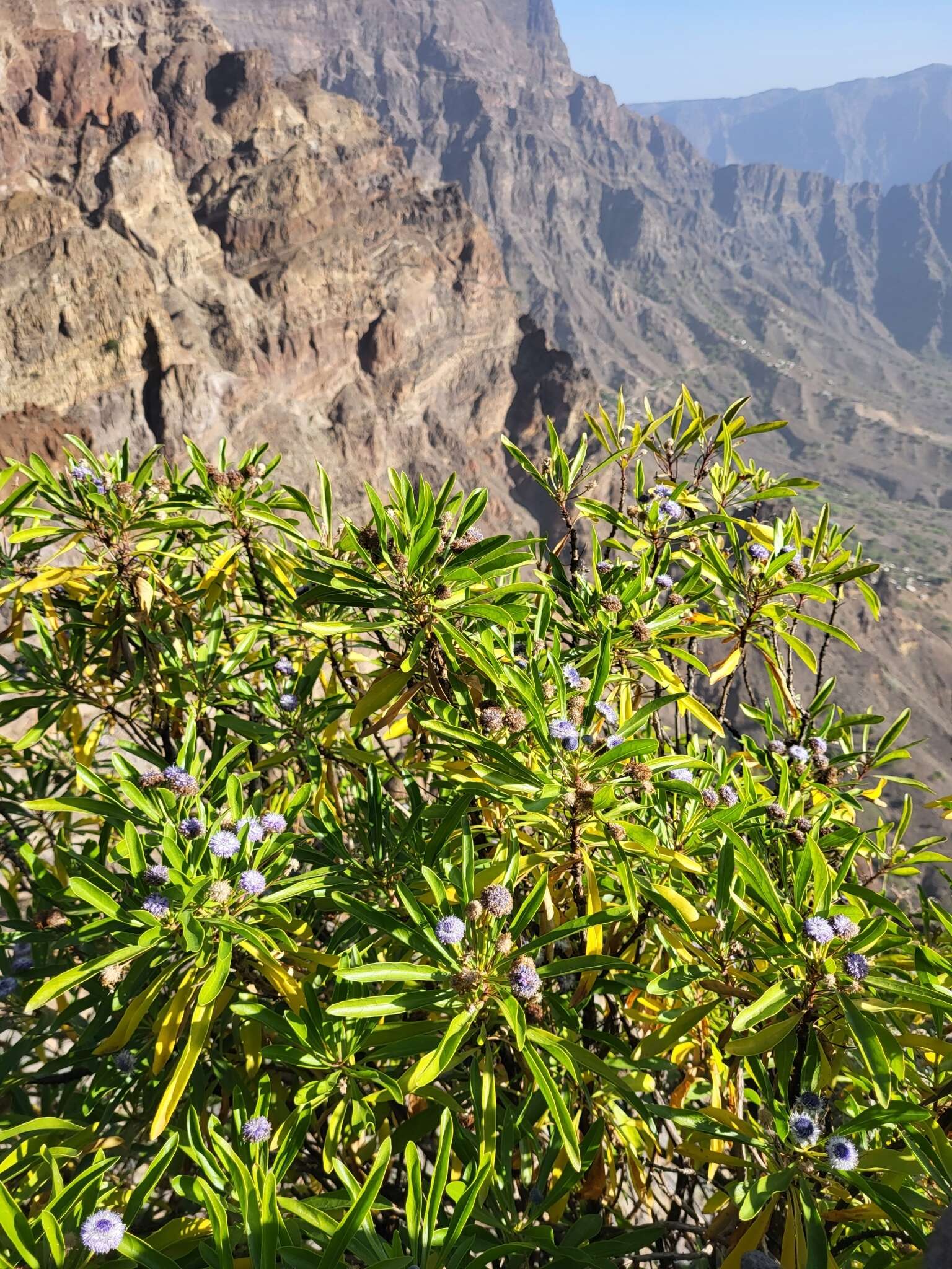 Image of Globularia amygdalifolia Webb