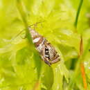 Image of Glyphipterix polychroa Lower 1897