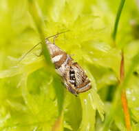 Image of Glyphipterix polychroa Lower 1897